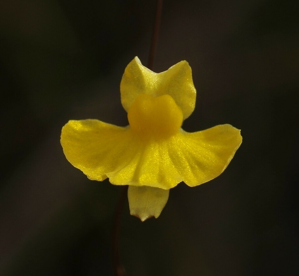 Utricularia triloba