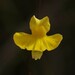 Utricularia triloba - Photo (c) Hervé GALLIFFET,  זכויות יוצרים חלקיות (CC BY-NC), הועלה על ידי Hervé GALLIFFET