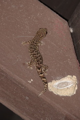 Hemiphyllodactylus hongkongensis