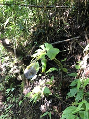 Monstera tacanaensis