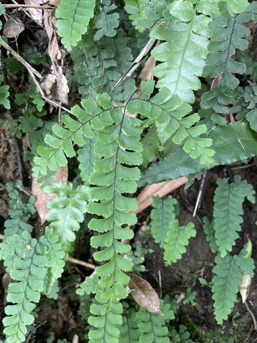 Adiantum diaphanum iNat (3)