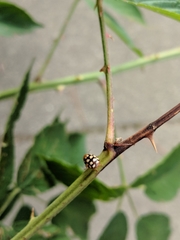 Cryptocephalus guttulatus