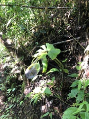 Monstera tacanaensis