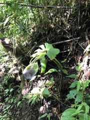 Monstera tacanaensis