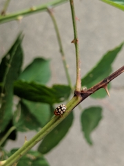 Cryptocephalus guttulatus