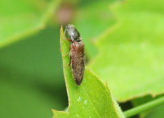 Hemicrepidius decoloratus