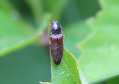 Hemicrepidius decoloratus