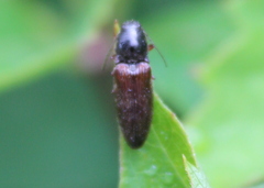 Hemicrepidius decoloratus