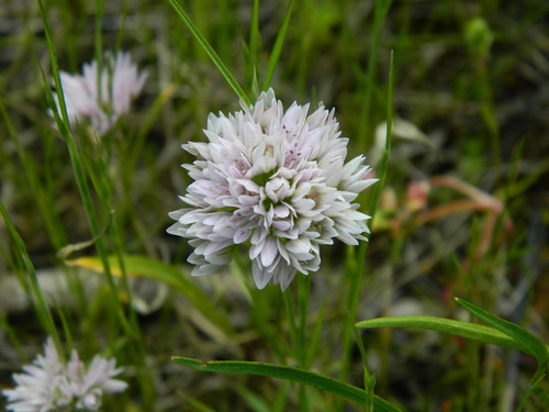 Allium fibrillum M.E.Jones