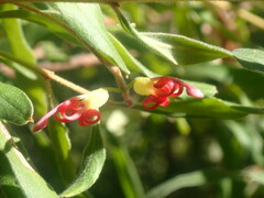 Grevillea linsmithii