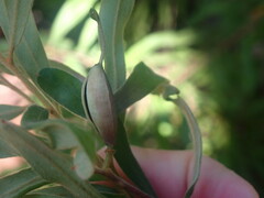 Grevillea linsmithii