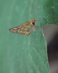 Taractrocera luzonensis