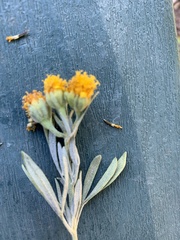 Picradeniopsis oppositifolia