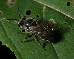 Colletes latitarsis