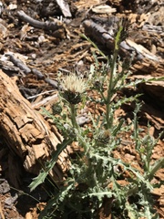 Cirsium douglasii