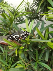 Papilio demoleus