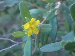 Hibbertia hexandra