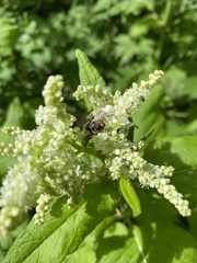 Koenigia phytolaccifolia