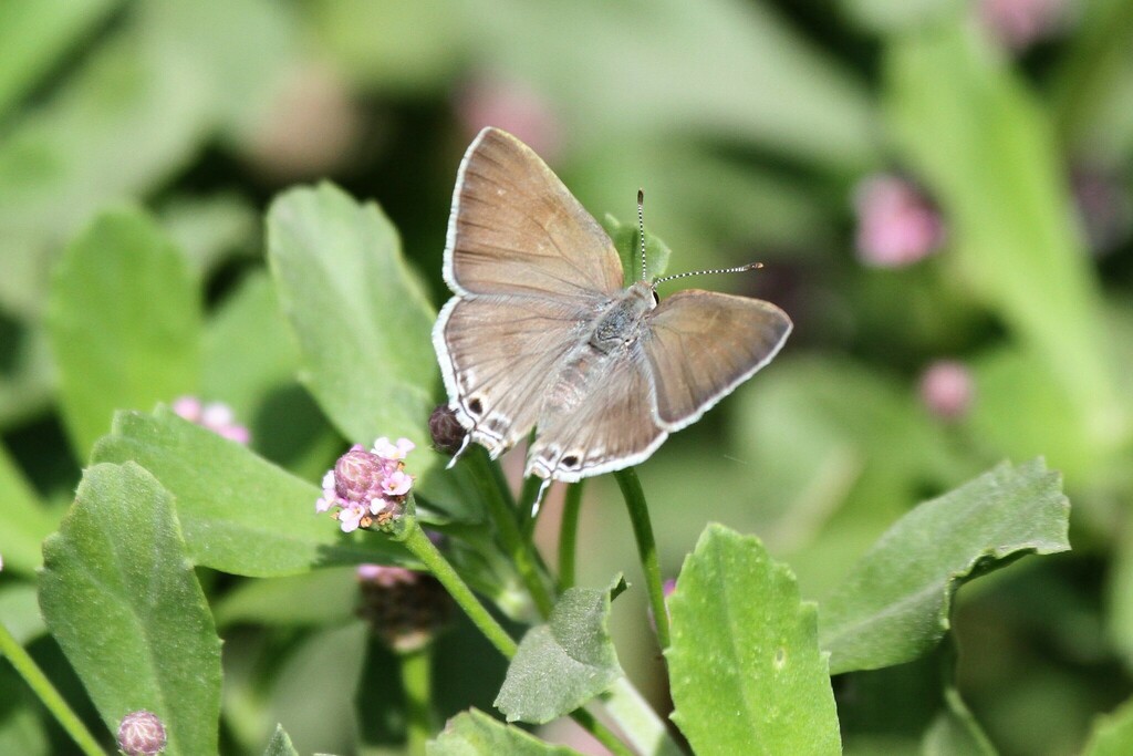 Scrub-hairstreaks