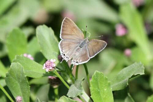 Scrub-hairstreaks