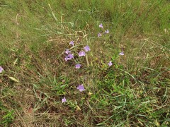 Ruellia nudiflora runyonii