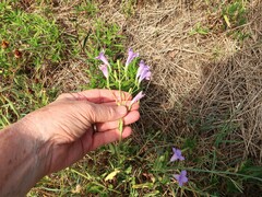 Ruellia nudiflora runyonii