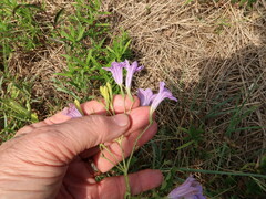 Ruellia nudiflora runyonii