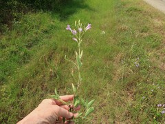 Ruellia nudiflora runyonii