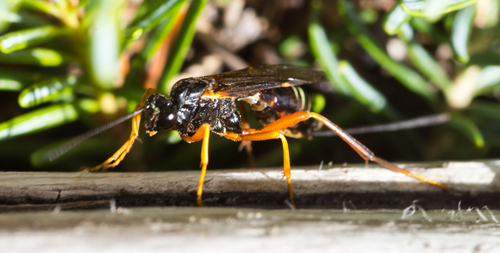 Coleocentrus manni