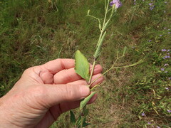Ruellia nudiflora runyonii