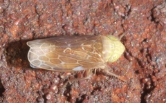 Polyamia apicata