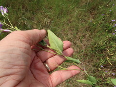 Ruellia nudiflora runyonii