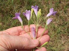 Ruellia nudiflora runyonii