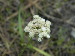 Antennaria luzuloides