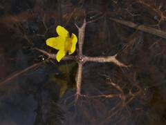 Utricularia breviscapa