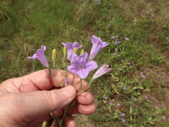 Ruellia nudiflora runyonii