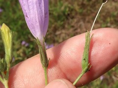 Ruellia nudiflora runyonii