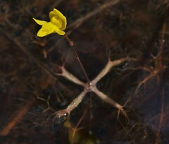 Utricularia breviscapa