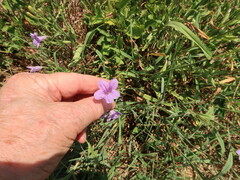 Ruellia nudiflora runyonii