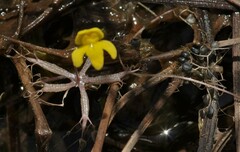 Utricularia breviscapa