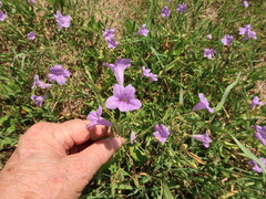 Ruellia nudiflora runyonii