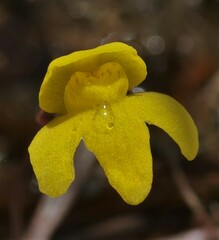 Utricularia breviscapa