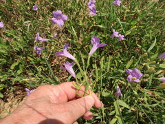 Ruellia nudiflora runyonii