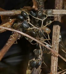 Utricularia breviscapa