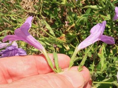 Ruellia nudiflora runyonii