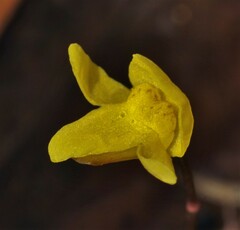 Utricularia breviscapa