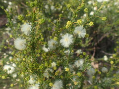 Acacia brunioides