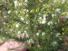 Acacia brunioides