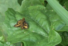 Taractrocera luzonensis