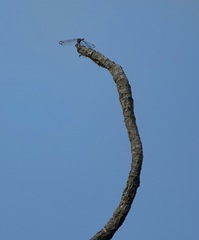 Potamarcha congener